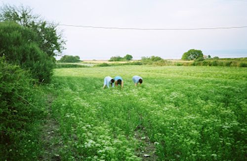 Sarbătoarea Anasonului in Lisvori, Grecia