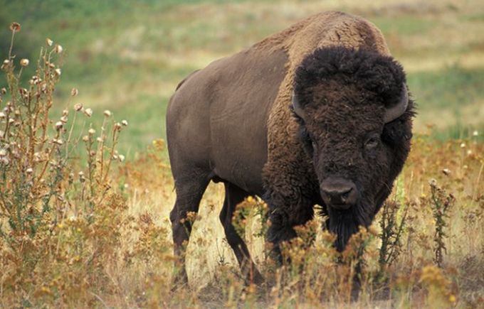 buffalo-1