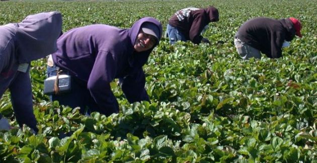 Trabajadores agrícolas extranjeros en EEUU
